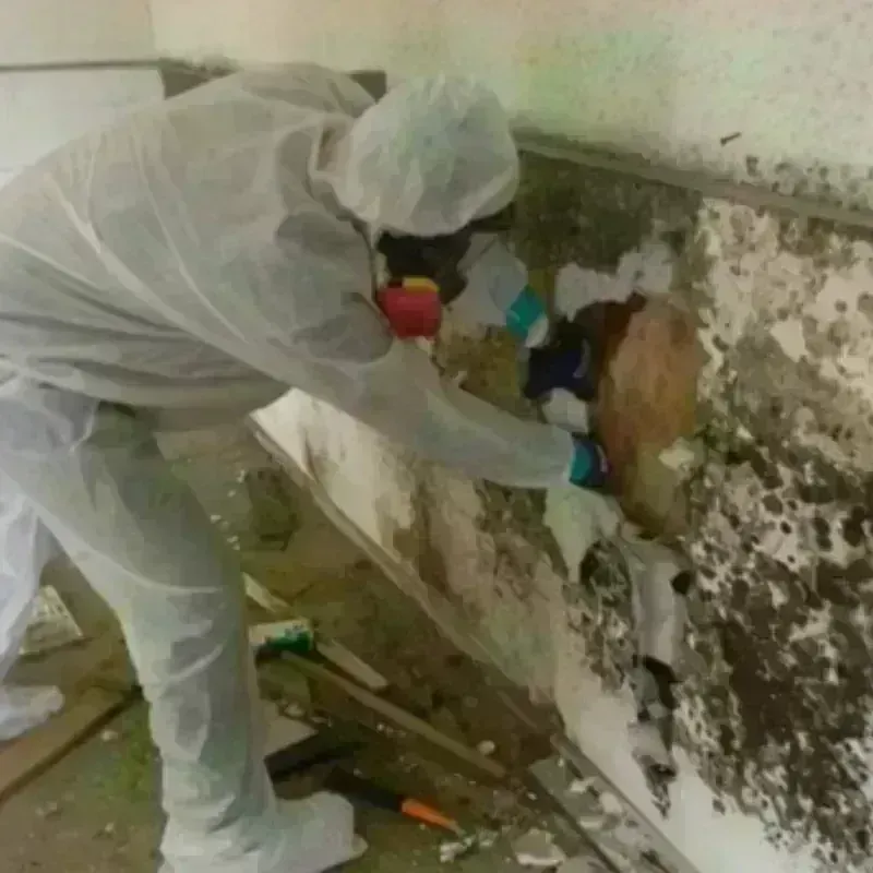 Mold Remediation and Removal in Charles Town, WV